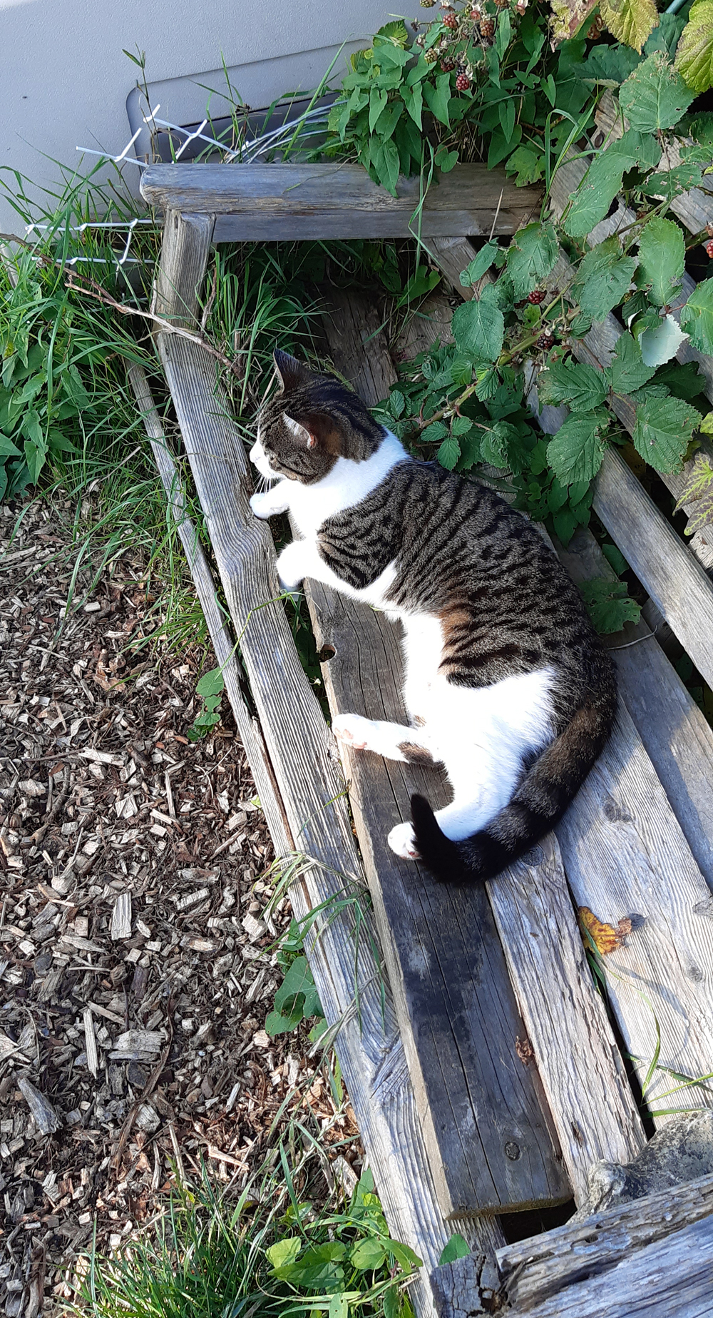 cat on bench plot 21a