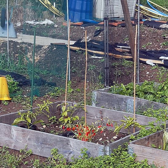 yasmin's plot in 2023