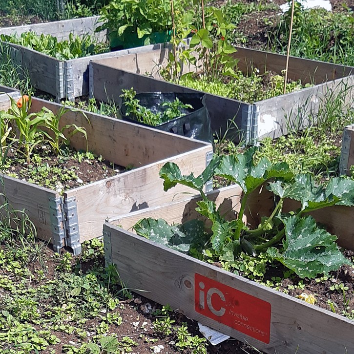 Some raised beds with crops growing