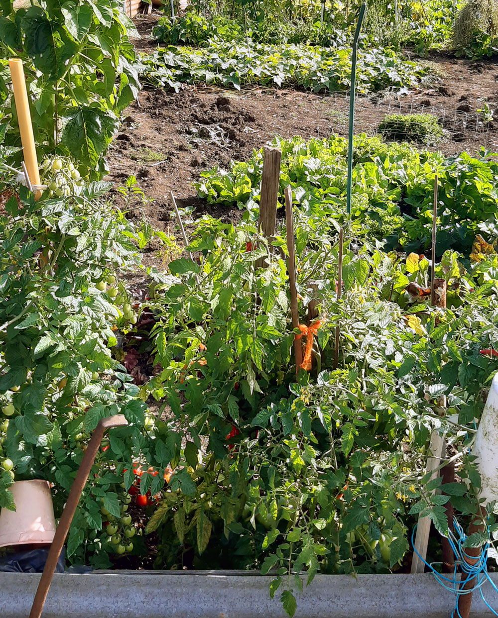 Mrs Monzione's plot in summer 2024