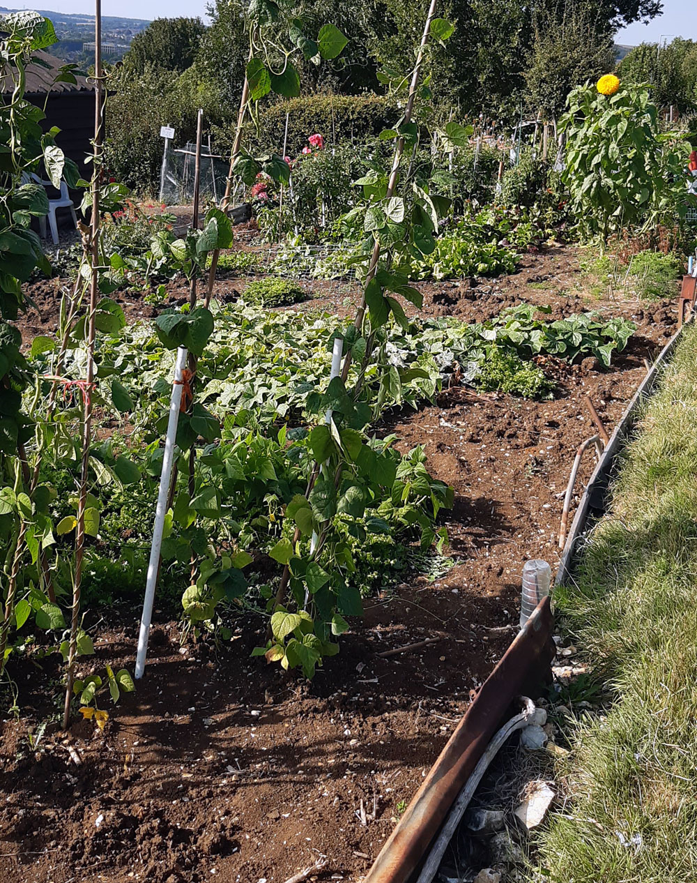 Mrs Monzione's plot in summer 2024